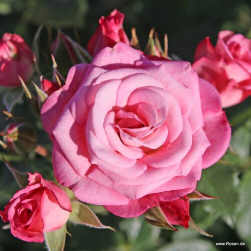 ROSA KORDES 2L Xenia® - Obrázek 4