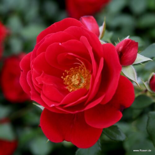 ROSA KORDES 2L Caracho® - Obrázek 5