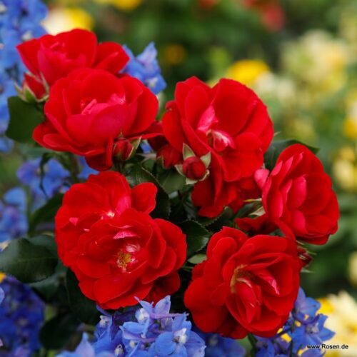 ROSA KORDES 2L Caracho® - Obrázek 2