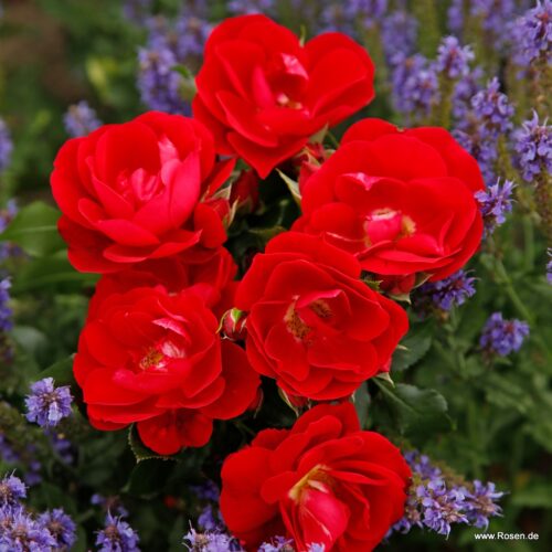 ROSA KORDES 2L Caracho® - Obrázek 1