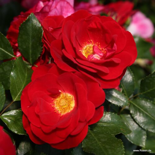 ROSA KORDES 2L Caracho® - Obrázek 3