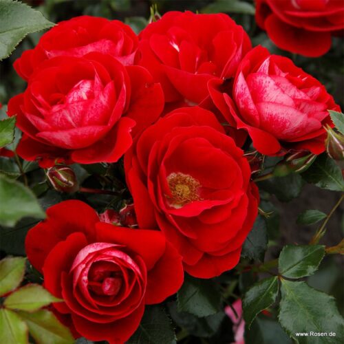 ROSA KORDES 2L Caracho® - Obrázek 6