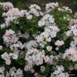 ROSA KORDES 2L Sternenhimmel® - Obrázek 3