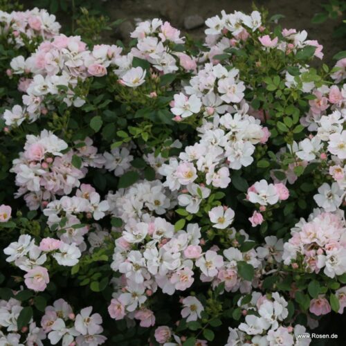 ROSA KORDES 2L Sternenhimmel® - Obrázek 3