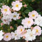 ROSA KORDES 2L Sternenhimmel® - Obrázek 2