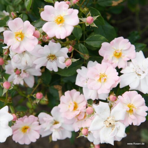 ROSA KORDES 2L Sternenhimmel® - Obrázek 2