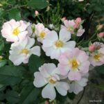 ROSA KORDES 2L Sternenhimmel® - Obrázek 4