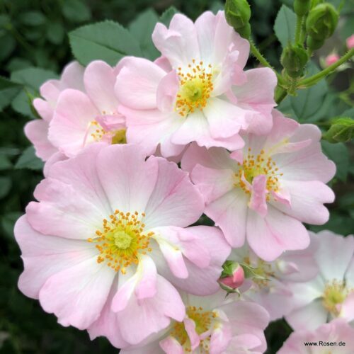 ROSA KORDES 2L Sternenhimmel® - Obrázek 1