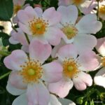 ROSA KORDES 2L Sternenhimmel® - Obrázek 5