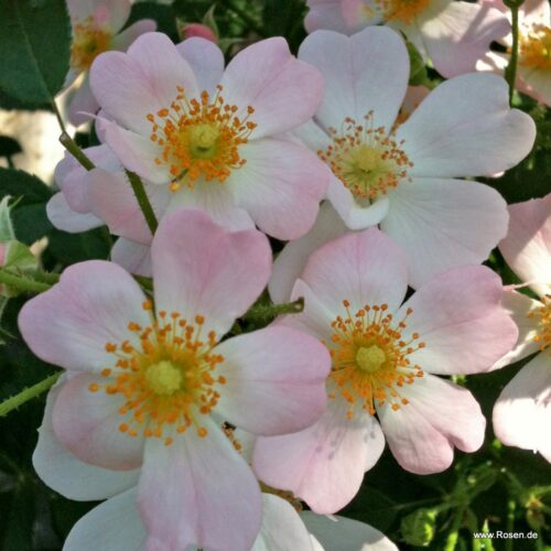 ROSA KORDES 2L Sternenhimmel® - Obrázek 5