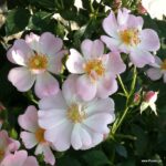 ROSA KORDES 2L Sternenhimmel® - Obrázek 6