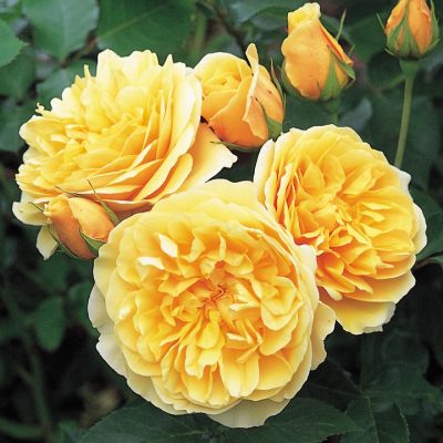 ROSA 'David Austin'® Graham Thomas® , C3L