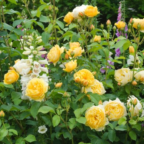 ROSA 'David Austin'® Graham Thomas® , C3L - Obrázek 2