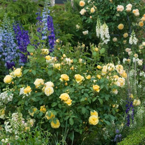ROSA 'David Austin'® Graham Thomas® , C3L - Obrázek 3