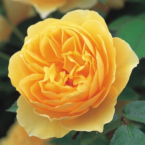 ROSA 'David Austin'® Graham Thomas® , C3L - Obrázek 4
