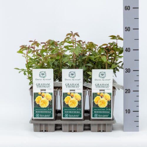 ROSA 'David Austin'® Graham Thomas® , C3L - Obrázek 6