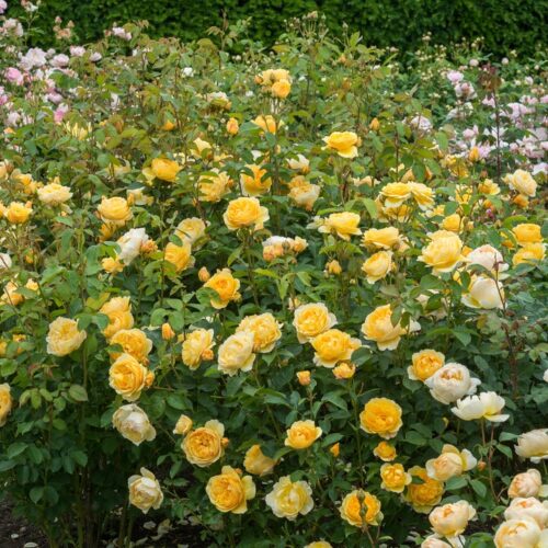 ROSA 'David Austin'® Graham Thomas® , C3L - Obrázek 5