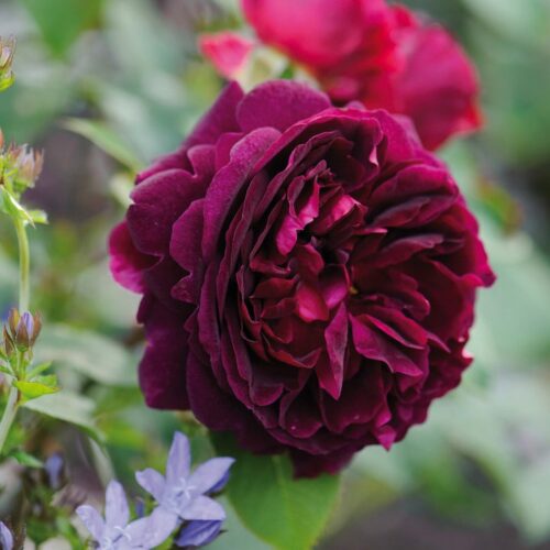 ROSA 'David Austin'® Munstead Wood®, C3L - Obrázek 1