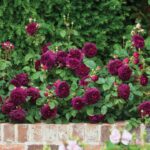 ROSA 'David Austin'® Munstead Wood®, C3L - Obrázek 9