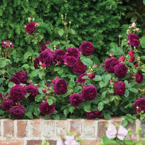 ROSA 'David Austin'® Munstead Wood®, C3L - Obrázek 9