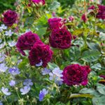 ROSA 'David Austin'® Munstead Wood®, C3L - Obrázek 2
