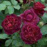 ROSA 'David Austin'® Munstead Wood®, C3L - Obrázek 8