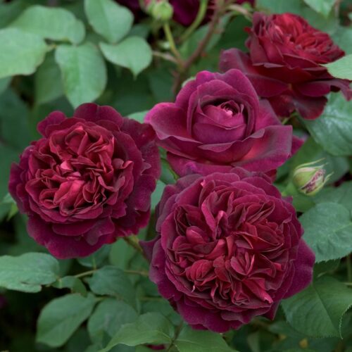 ROSA 'David Austin'® Munstead Wood®, C3L - Obrázek 8