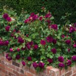 ROSA 'David Austin'® Munstead Wood®, C3L - Obrázek 7