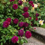 ROSA 'David Austin'® Munstead Wood®, C3L - Obrázek 5