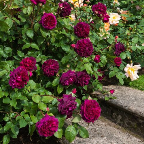 ROSA 'David Austin'® Munstead Wood®, C3L - Obrázek 5