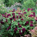 ROSA 'David Austin'® Munstead Wood®, C3L - Obrázek 6