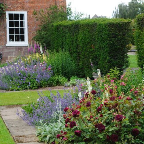 ROSA 'David Austin'® Munstead Wood®, C3L - Obrázek 4