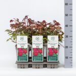 ROSA 'David Austin'® Munstead Wood®, C3L - Obrázek 10