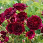 ROSA 'David Austin'® Munstead Wood®, C3L - Obrázek 3