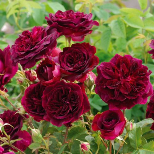 ROSA 'David Austin'® Munstead Wood®, C3L - Obrázek 3