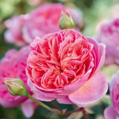 ROSA 'David Austin'® Boscobel®