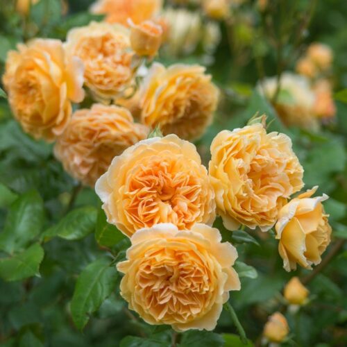 ROSA 'David Austin'® Crown Princess Margareta® - Image 3