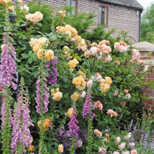 ROSA 'David Austin'® Crown Princess Margareta® - Image 4