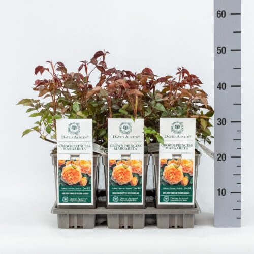 ROSA 'David Austin'® Crown Princess Margareta® - Image 6