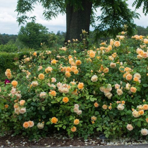 ROSA 'David Austin'® Crown Princess Margareta® - Image 5