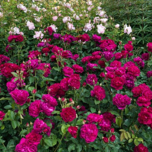 ROSA 'David Austin'® Darcey Bussell®, C3L - Obrázek 5