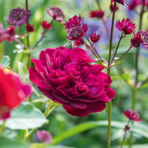 ROSA 'David Austin'® Darcey Bussell®, C3L - Obrázek 6