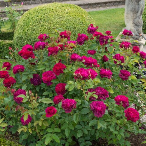 ROSA 'David Austin'® Darcey Bussell®, C3L - Obrázek 7