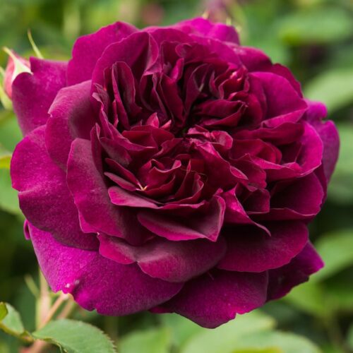 ROSA 'David Austin'® Darcey Bussell®, C3L - Obrázek 2
