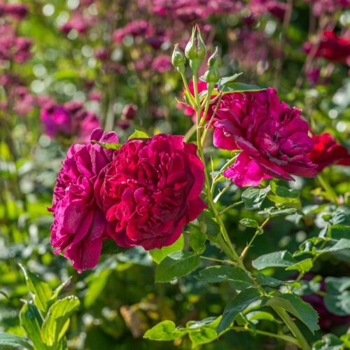 ROSA 'David Austin'® Darcey Bussell®, C3L - Obrázek 8