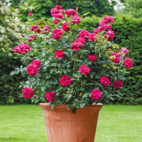 ROSA 'David Austin'® Darcey Bussell®, C3L - Obrázek 1