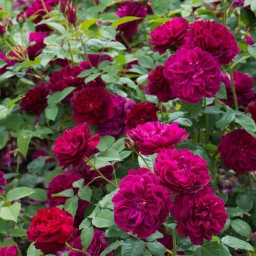 ROSA 'David Austin'® Darcey Bussell®, C3L - Obrázek 9