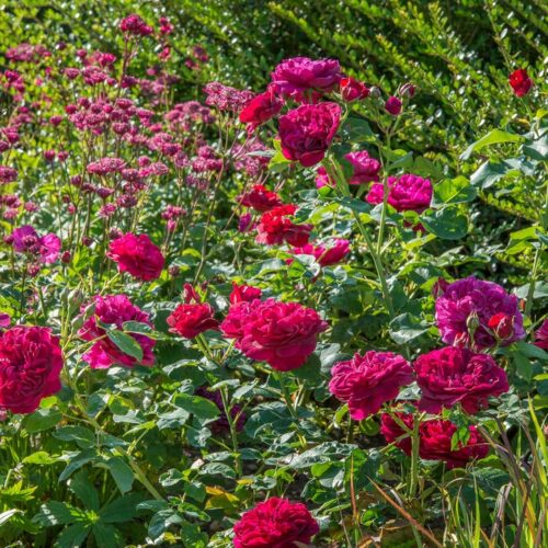 ROSA 'David Austin'® Darcey Bussell®, C3L - Obrázek 11