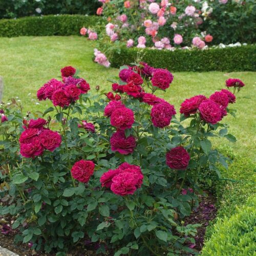 ROSA 'David Austin'® Darcey Bussell®, C3L - Obrázek 4