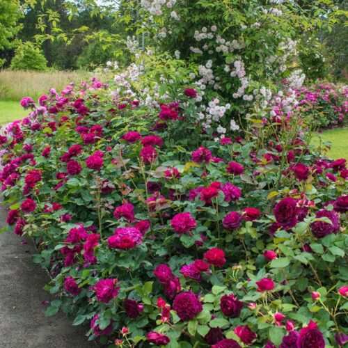 ROSA 'David Austin'® Darcey Bussell®, C3L - Obrázek 12